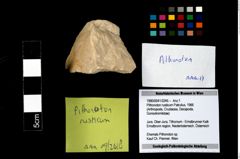 Foto (Objekt + Etikett) von Pithonoton rusticum (Patrulius, 1966)  (NHMW-GEO-1990-0041-3245)